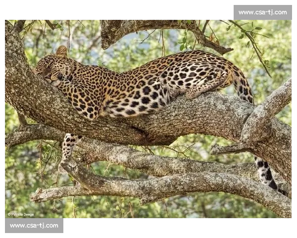 美洲狮与雪豹巅峰对决力量速度生存智慧的野性王者之争终极较量